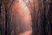 爱游戏官网-法兰克福主场大胜科隆，德甲前四渐入眼界，法兰克福vs科隆直播